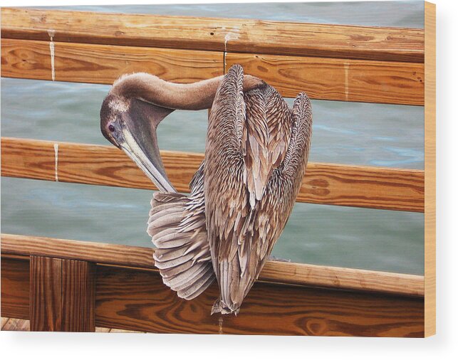 Preen Wood Print featuring the photograph Preening by Ginny Schmidt