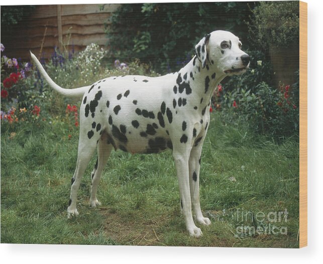 Dalmatian Wood Print featuring the photograph Pregnant Dalmatian by John Daniels