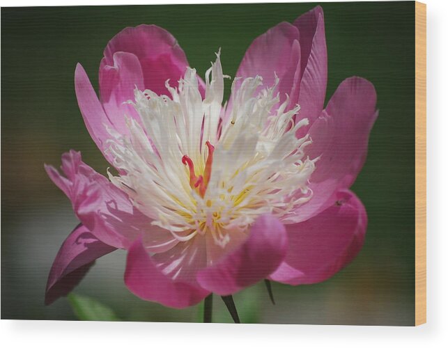 Peony Wood Print featuring the photograph Pretty in Pink by Lori Tambakis