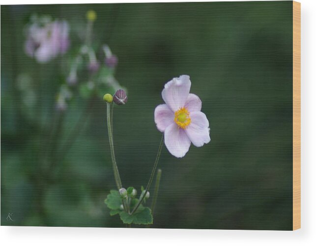 Pretty Wood Print featuring the photograph Pretty Pink by Kelly Smith
