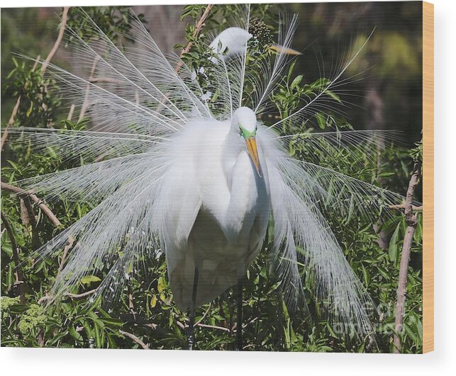 Egret Wood Print featuring the photograph Pretty Plumage by Carol Groenen