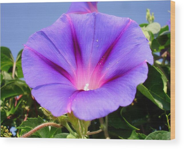 Lilac Wood Print featuring the photograph Purple Coloured Morning Glory Garden Background by Taiche Acrylic Art