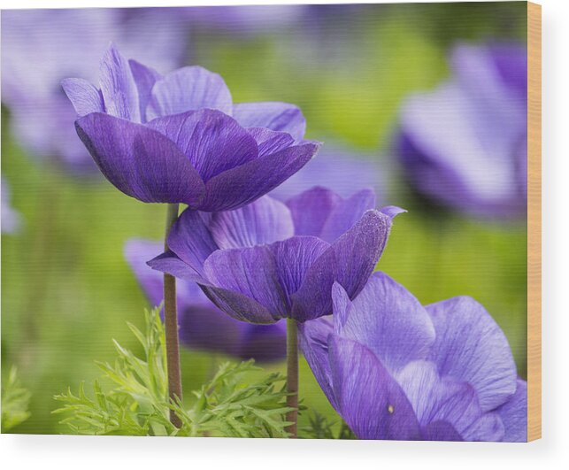 April Wood Print featuring the photograph Purple Flowers by Jon Woodhams