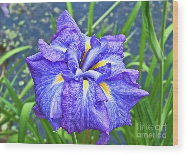 Swan Lake Wood Print featuring the photograph Purple Iris by Mike Covington