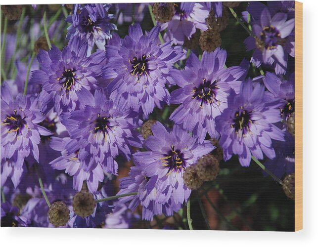 Purple Wood Print featuring the photograph Purple Madness by Carol Eliassen