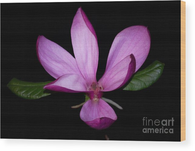 Purple Wood Print featuring the photograph Purple Magnolia by Nancy Bradley