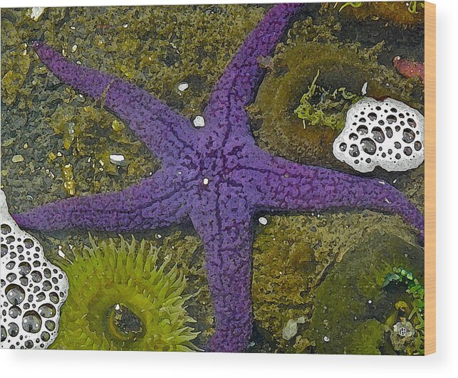 I Visited The Oregon Coast Aquarium And Photographed This. Later Wood Print featuring the digital art Purple Sea Star and Friends by Gary Olsen-Hasek