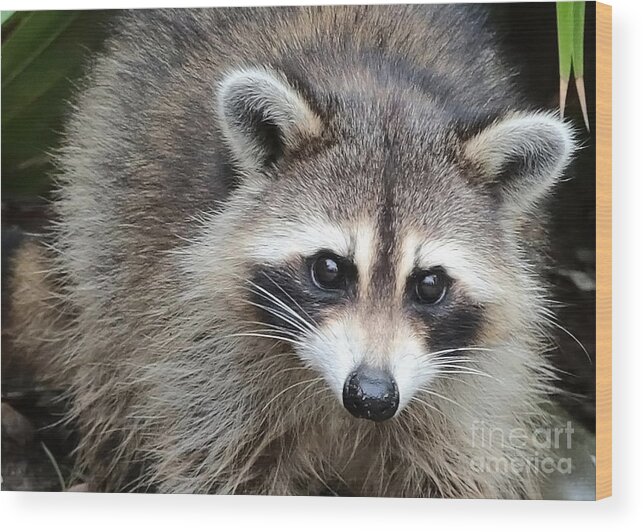 Raccoon Wood Print featuring the photograph Raccoon Eyes by Carol Groenen