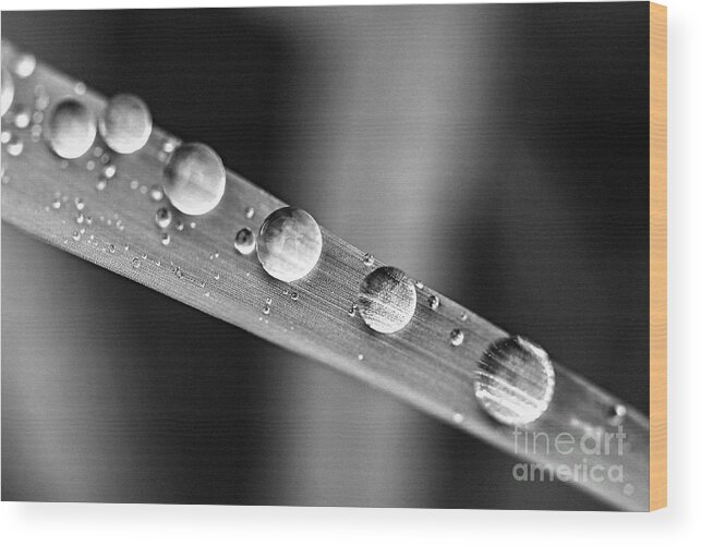 Grass Wood Print featuring the photograph Raindrops on grass blade 1 by Elena Elisseeva