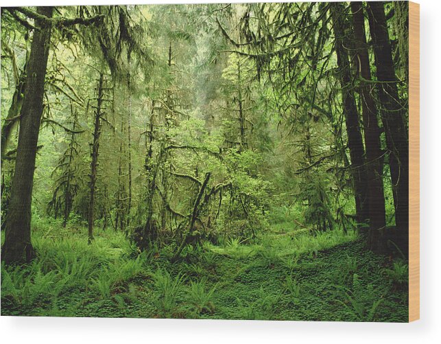 Feb0514 Wood Print featuring the photograph Rainforest Hoh River Valley Washington by Gerry Ellis