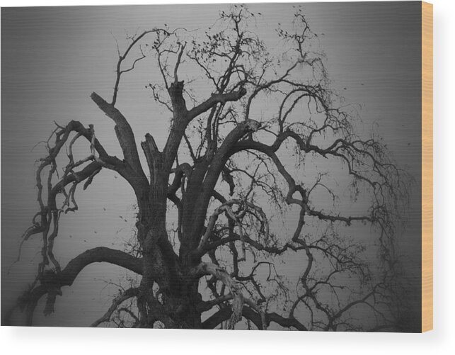 Ravens Wood Print featuring the photograph Raven Tree by Marilyn MacCrakin