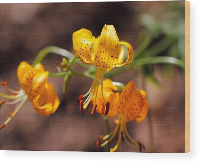 Orange Lilies Wood Print featuring the photograph Reaching Out by Katherine White