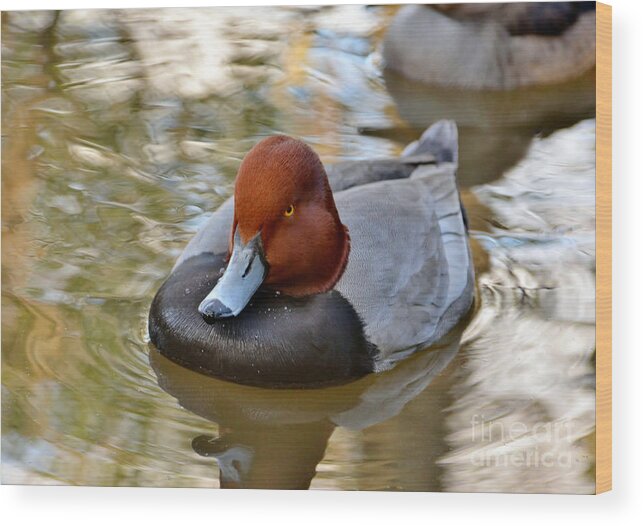 Birds Wood Print featuring the photograph Readhead Duck - Male by Kathy Baccari