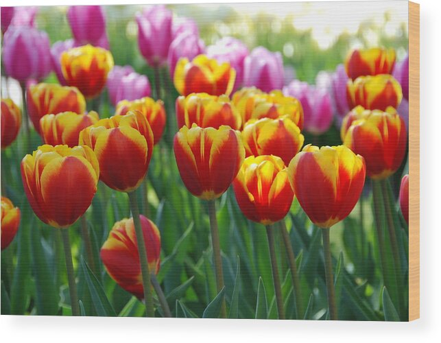 Background Wood Print featuring the photograph Red and Yellow Tulips by Allen Beatty