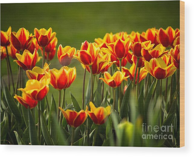 Tulips Wood Print featuring the photograph Red and Yellow Tulips II by Mary Smyth