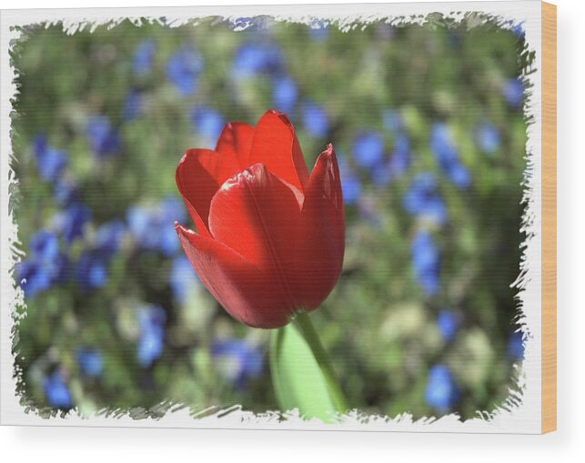 Flower Wood Print featuring the photograph Red Baby by Arthur Fix