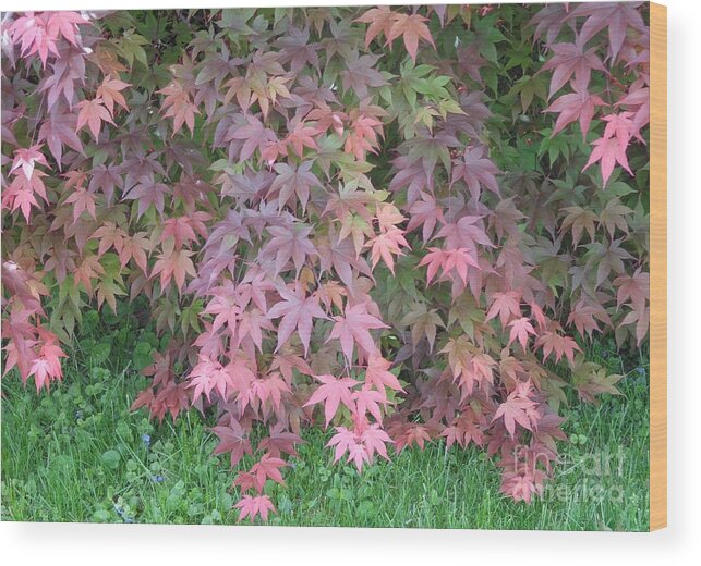 Japanese Maple Wood Print featuring the photograph Red Cascades into Green by Christina Verdgeline