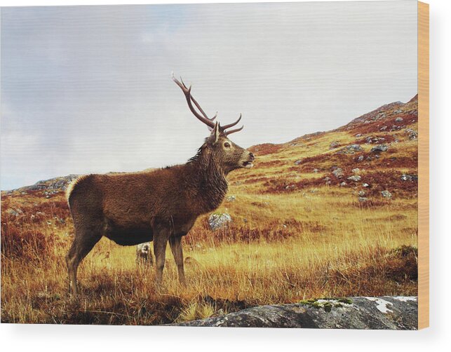 Scenics Wood Print featuring the photograph Red Deer, Stag by Urbancow