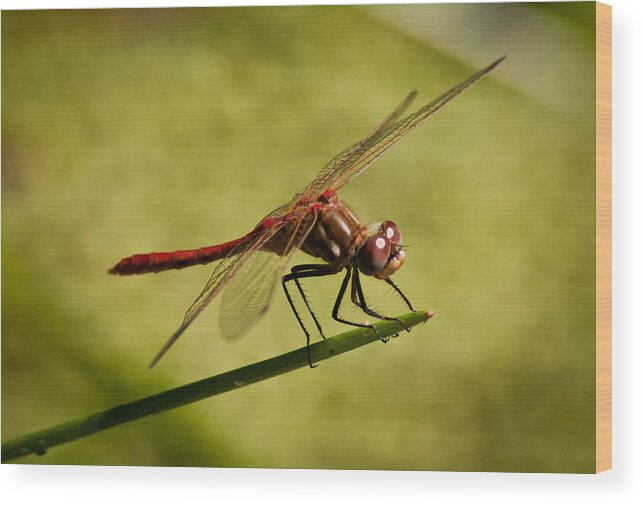 Dragonfly Wood Print featuring the photograph Red Dragonfly by Janis Knight