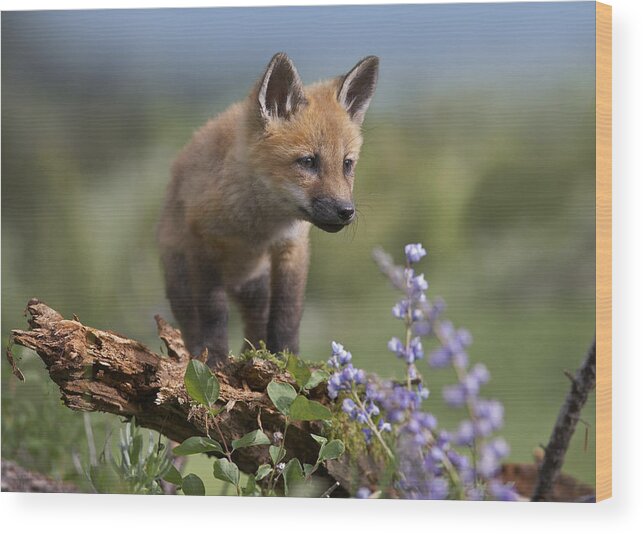 Feb0514 Wood Print featuring the photograph Red Fox Kit Climbing by Tim Fitzharris