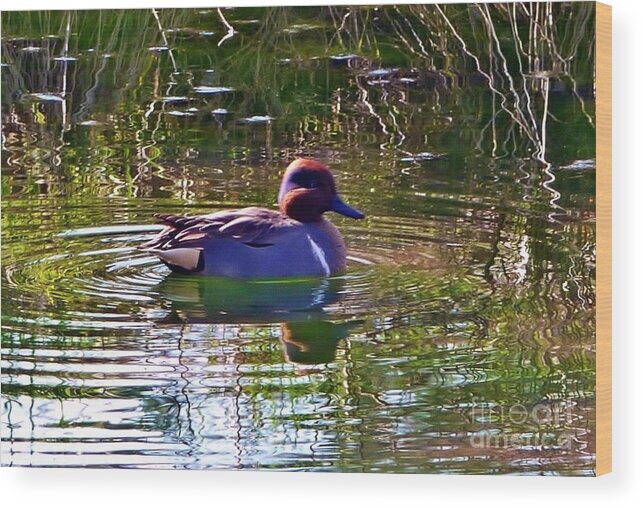 Bird Wood Print featuring the photograph Red Headed Duck by Susan Garren