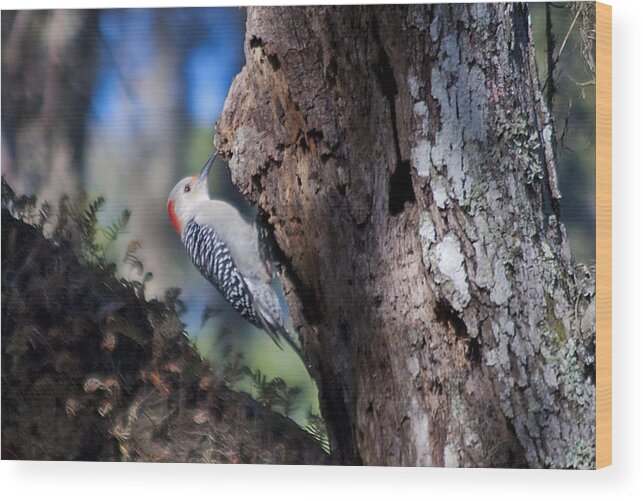 Wildlife Wood Print featuring the photograph Red Headed Woodpecker by Kenneth Albin