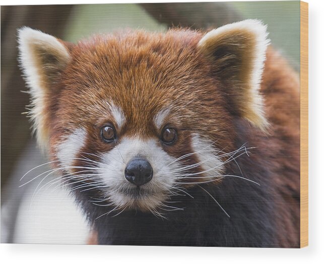 Red Panda Wood Print featuring the photograph Red Panda by Phil Abrams