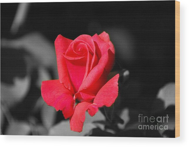 Red Wood Print featuring the photograph Red Red Rose - SC by Mary Carol Story