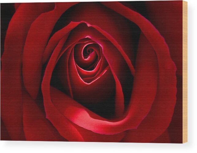 Flowers Wood Print featuring the photograph Red Rose by Windy Osborn