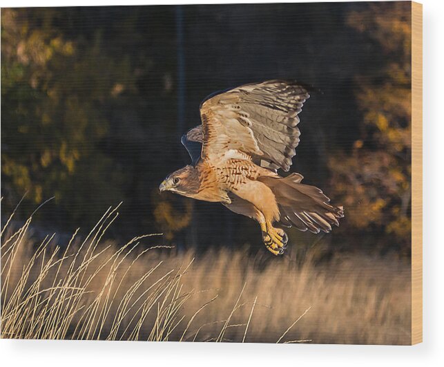 Red-tailed Wood Print featuring the photograph Red-Tailed Hawk in Flight by Dawn Key