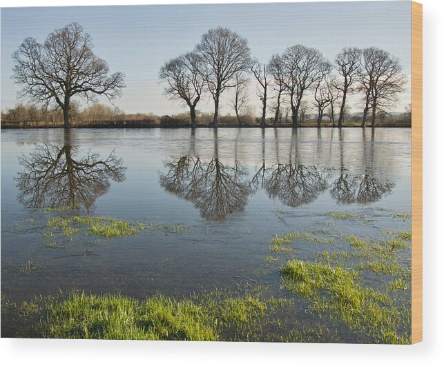 Devon Wood Print featuring the photograph Reflections in flood water by Pete Hemington