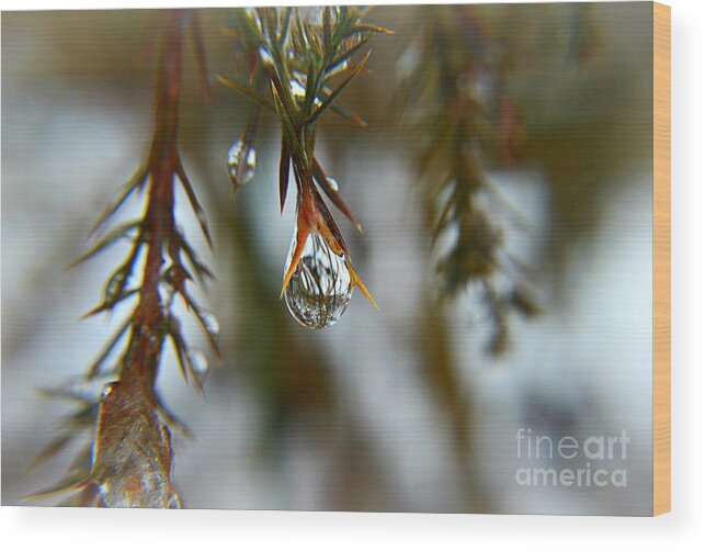 Macro Wood Print featuring the photograph Reflections of Beauty by Peggy Franz