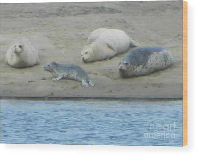 Seals Wood Print featuring the photograph Relaxation by Gallery Of Hope 