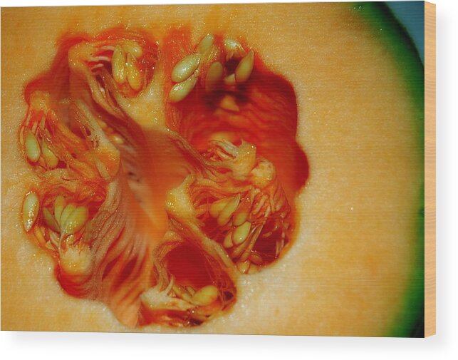 Fruit Wood Print featuring the photograph Reproductive System Of A Melon by Bruce Carpenter
