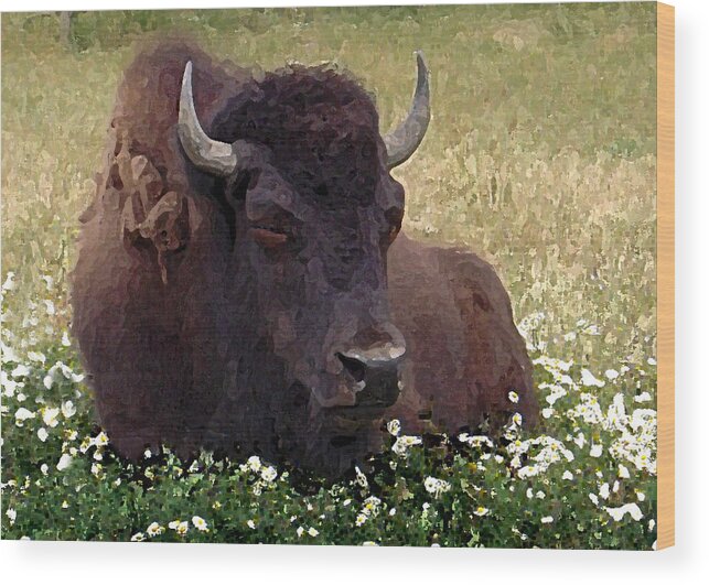 Buffalo Wood Print featuring the painting Resting Bison by Michele Avanti