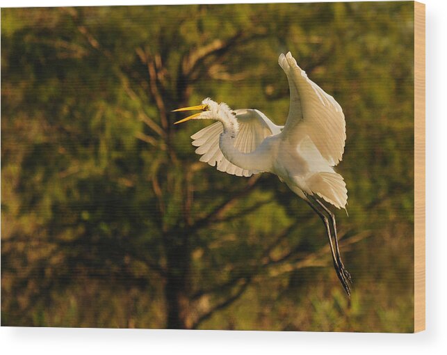 Bird Wood Print featuring the photograph Return To The Nest by Don Durfee