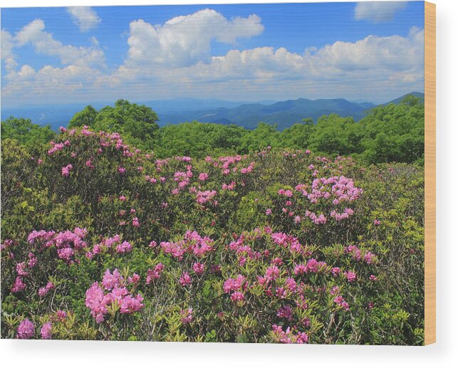 Rhododendron Wood Print featuring the photograph Rhododendrons Craggy Gardens Blue Ridge Parkway by John Burk