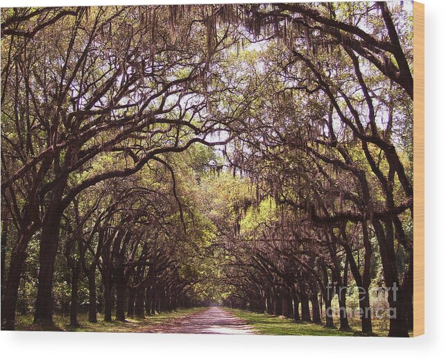 Tree Wood Print featuring the photograph Road of trees by Andrea Anderegg