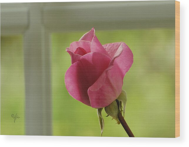 Window Wood Print featuring the photograph Rose Complimentary by Arthur Fix