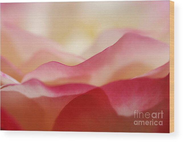 Macro Wood Print featuring the photograph Rose Mountain by Catherine Lau