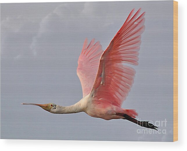 Birds Wood Print featuring the photograph Roseate Spoonbill In Flight by Kathy Baccari
