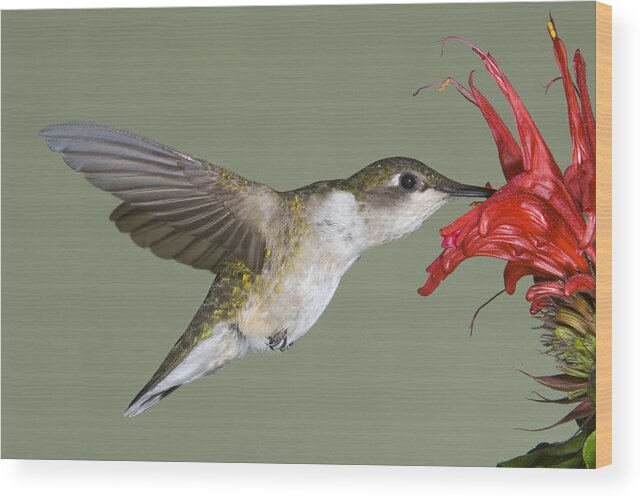 535750 Wood Print featuring the photograph Ruby-throated Hummingbird Feeding by Steve Gettle