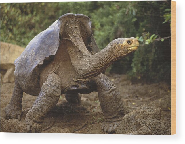 Feb0514 Wood Print featuring the photograph Saddleback Galapagos Tortoise Male by Tui De Roy