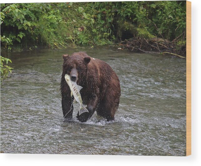 Grizzly Wood Print featuring the photograph Salmon for Lunch by Jean Clark