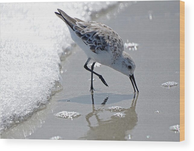 Sand Wood Print featuring the photograph Sandpiper II by Bruce Nawrocke