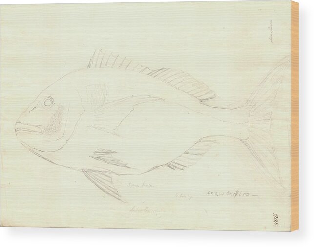 Sciaena Aurata Wood Print featuring the photograph Sciaena Fish by Natural History Museum, London/science Photo Library