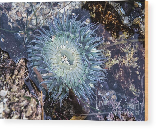 Anenome Wood Print featuring the mixed media Sea Anenome by Terry Rowe