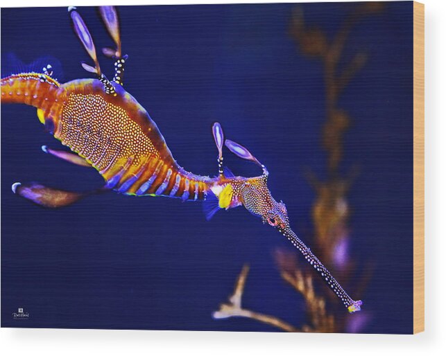 Sea Dragon Wood Print featuring the photograph Sea Dragon by Russ Harris