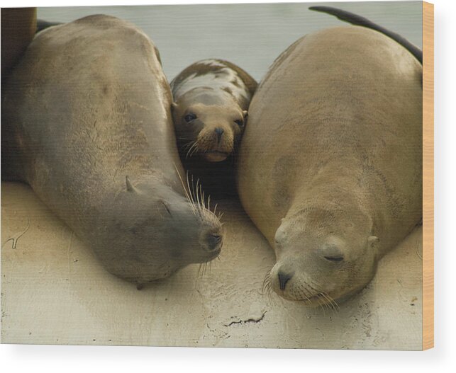 Marine Mammals Wood Print featuring the photograph Sea Lions Rest On A Buoy Off The Coast by Lacey Ann Johnson