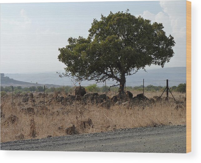 Tree Wood Print featuring the photograph Sentinel of the Golan by Rita Adams